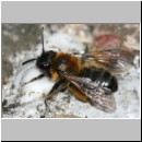 Andrena bicolor - Sandbiene w09a 8mm.jpg